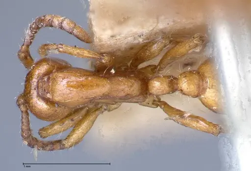 Neivamyrmex californicus - FOCOL0389-3