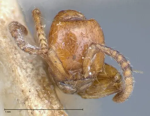 Neivamyrmex californicus - FOCOL0389-3