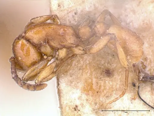 Neivamyrmex californicus - FOCOL0389-3