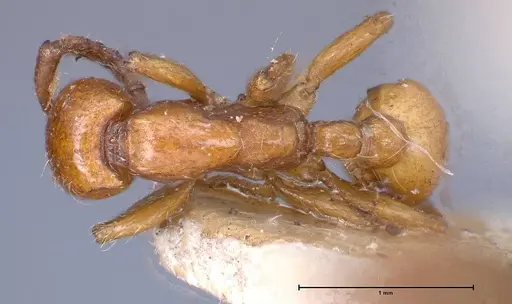 Neivamyrmex californicus - FOCOL0389-4