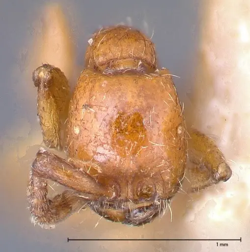 Neivamyrmex californicus - FOCOL0389-4