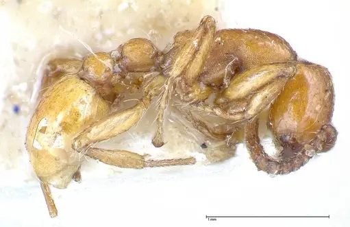 Neivamyrmex californicus - FOCOL0389-4