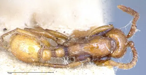 Neivamyrmex californicus - FOCOL0389-5