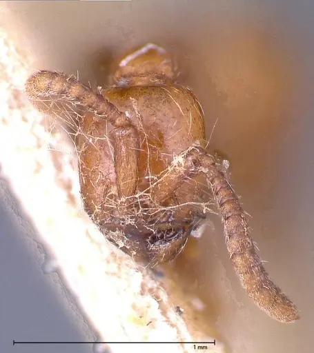 Neivamyrmex californicus - FOCOL0389-5