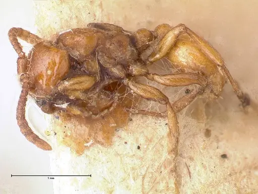 Neivamyrmex californicus - FOCOL0389-5