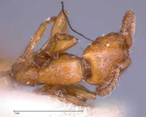 Neivamyrmex californicus - FOCOL0389-6