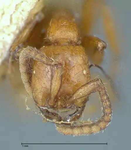 Neivamyrmex californicus - FOCOL0389-6