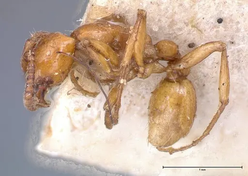 Neivamyrmex californicus - FOCOL0389-6