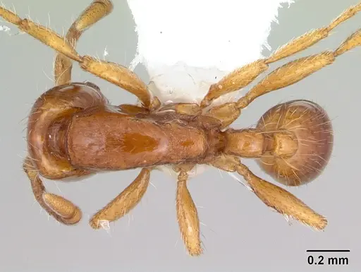 Neivamyrmex carettei specimen