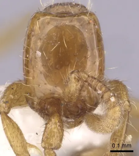 Neivamyrmex carettei - CASENT0249474