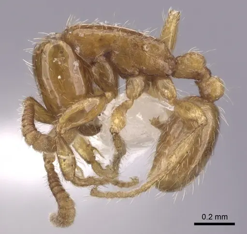 Neivamyrmex carettei - CASENT0249474