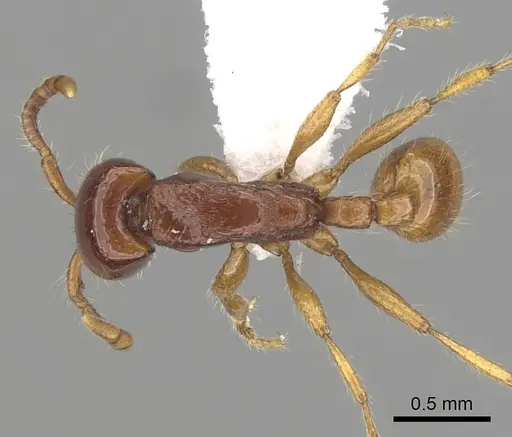 Neivamyrmex carettei - CASENT0249475