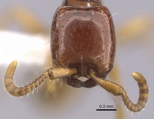 Neivamyrmex carettei - CASENT0249475