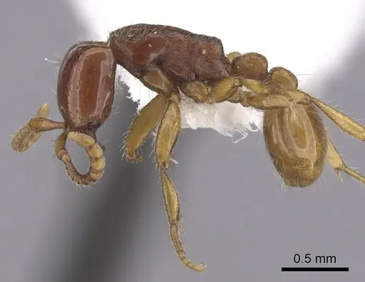 Neivamyrmex carettei - CASENT0249475