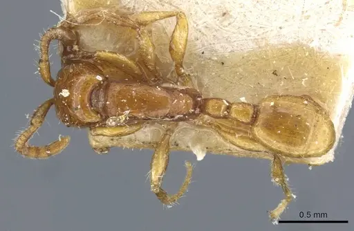 Neivamyrmex carettei - CASENT0905953