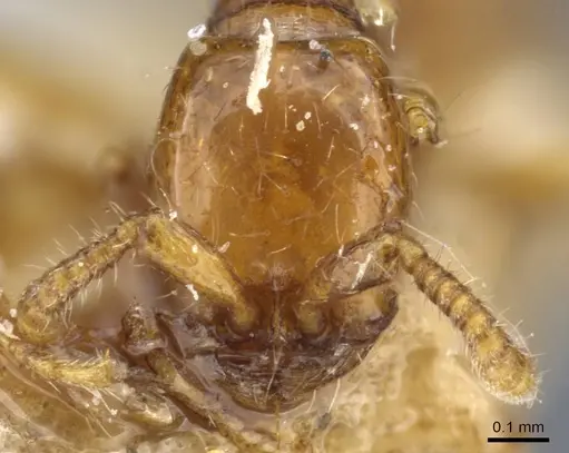 Neivamyrmex carettei - CASENT0905953