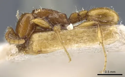 Neivamyrmex carettei - CASENT0905953