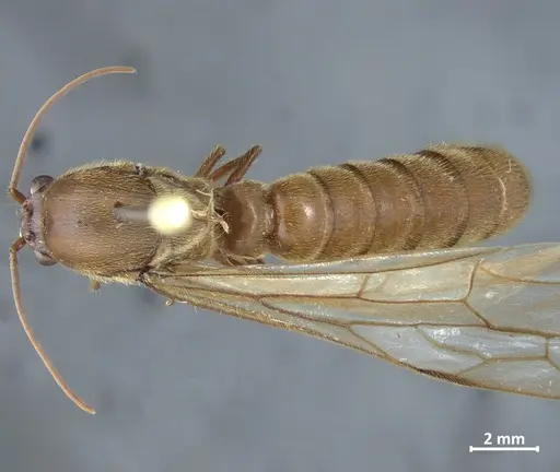 Neivamyrmex carinifrons specimen