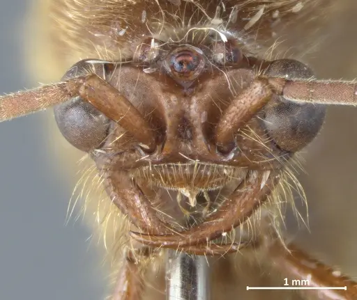 Neivamyrmex carinifrons specimen