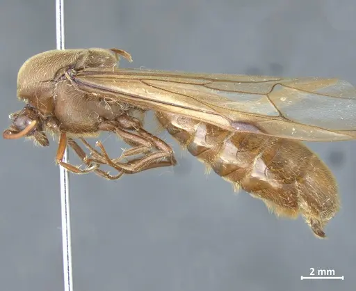 Neivamyrmex carinifrons specimen