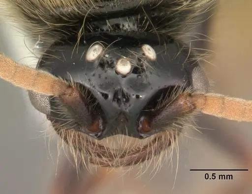 Neivamyrmex carolinensis specimen