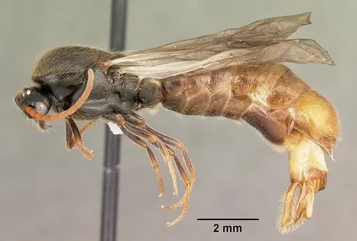 Neivamyrmex carolinensis specimen