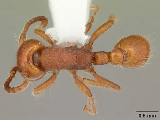 Neivamyrmex carolinensis - CASENT0104130