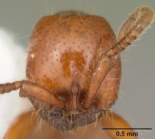 Neivamyrmex carolinensis - CASENT0104130