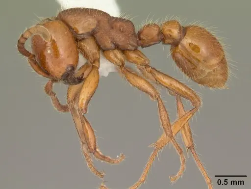 Neivamyrmex carolinensis - CASENT0104130