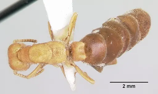 Neivamyrmex carolinensis - CASENT0104856