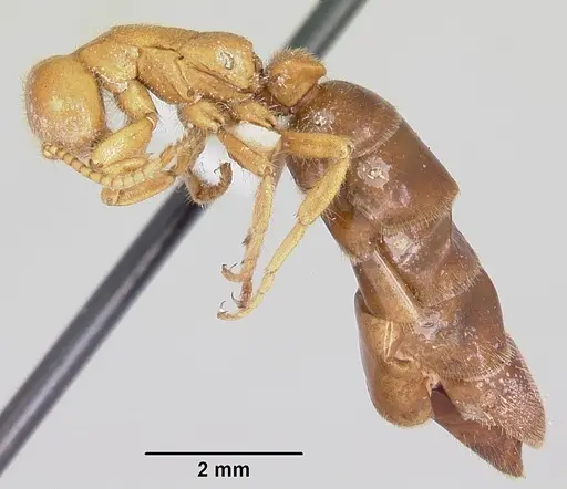 Neivamyrmex carolinensis - CASENT0104856