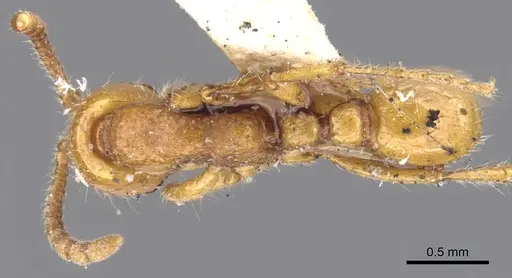 Neivamyrmex carolinensis - CASENT0902643