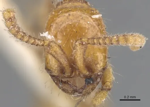 Neivamyrmex carolinensis - CASENT0902643