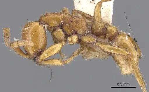 Neivamyrmex carolinensis - CASENT0902643