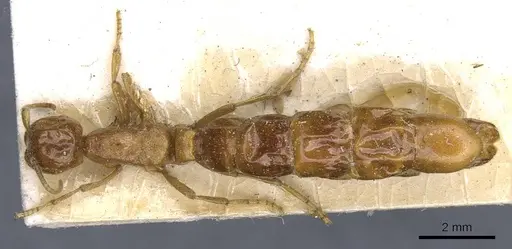 Neivamyrmex carolinensis - CASENT0905954