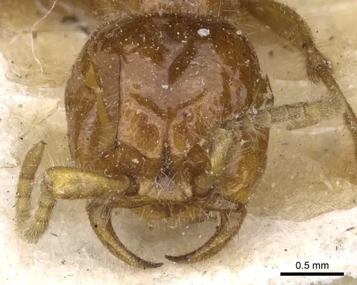 Neivamyrmex carolinensis - CASENT0905954