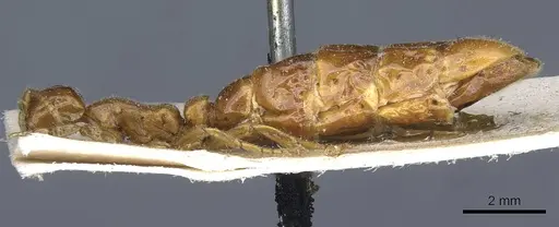 Neivamyrmex carolinensis - CASENT0905954