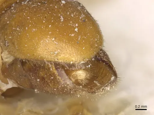 Neivamyrmex carolinensis - CASENT0905954