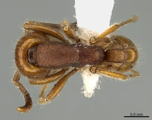 Neivamyrmex carolinensis - CASENT0923616