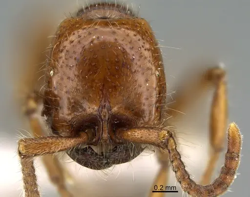 Neivamyrmex carolinensis - CASENT0923616