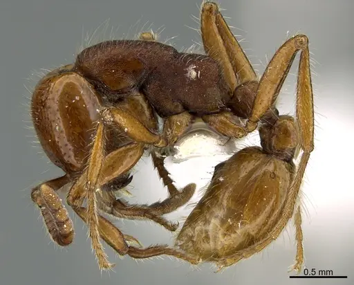 Neivamyrmex carolinensis - CASENT0923616