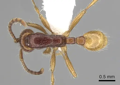 Neivamyrmex chamelensis specimen