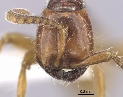 Neivamyrmex chamelensis specimen