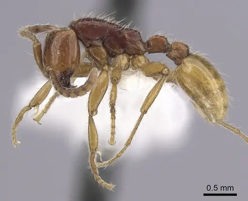 Neivamyrmex chamelensis specimen