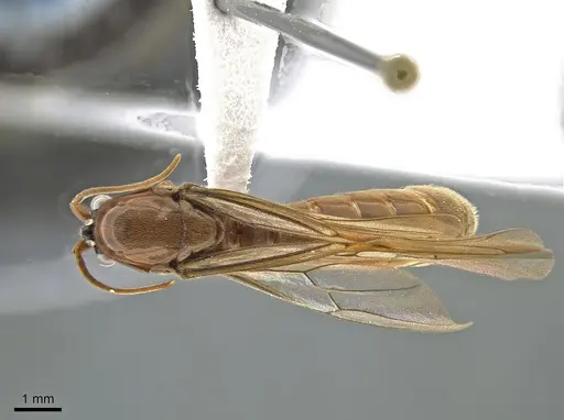 Neivamyrmex clavifemur specimen