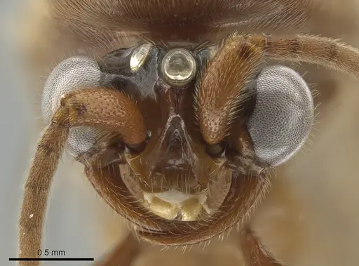 Neivamyrmex clavifemur specimen