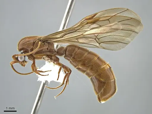 Neivamyrmex clavifemur specimen