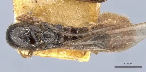 Neivamyrmex cloosae specimen