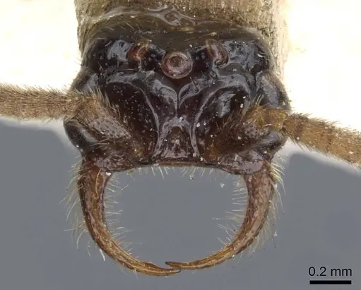 Neivamyrmex cloosae specimen