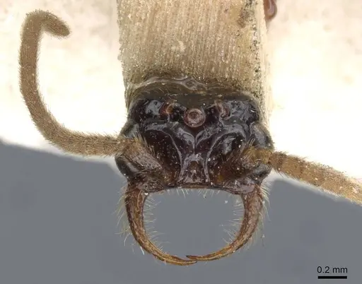 Neivamyrmex cloosae specimen